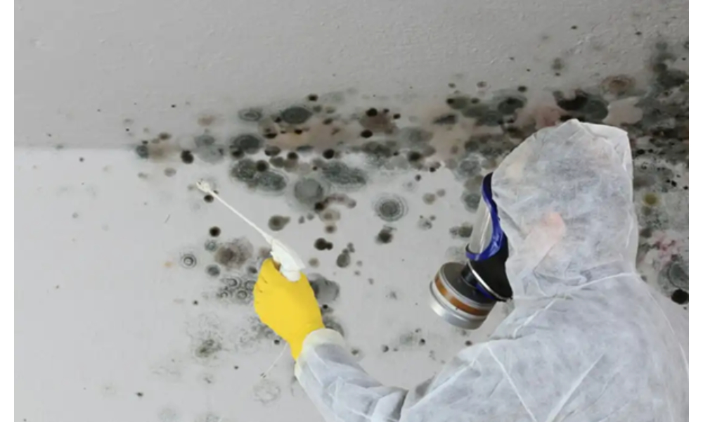mold removal company